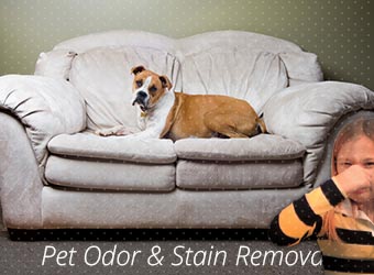 Pet Odor & Stain Cleaning 